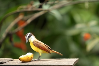 Tabacon-Arenal 375