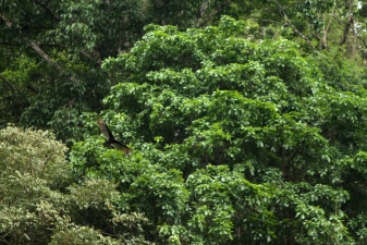 Manuel Antonio 176