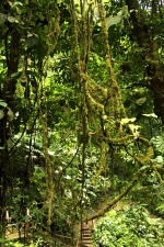 Manuel Antonio 336