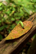 Manuel Antonio 450