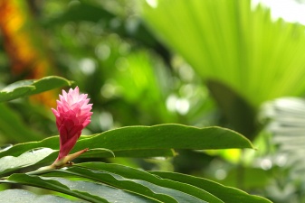 Tabacon-Arenal 014
