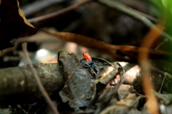 Tabacon-Arenal 142