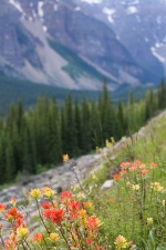 Rockies 4783