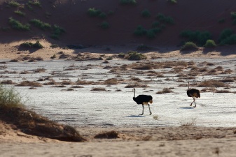 Africa 2017 1021