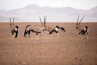 Africa 2017 1194