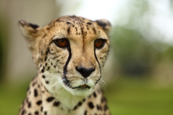 Africa 2017 2034