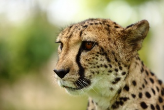 Africa 2017 2035