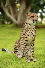 Africa 2017 2043
