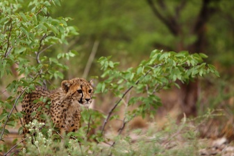 Africa 2017 2096