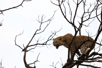 Africa 2017 2119