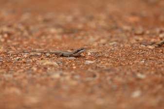 Africa 2017 2153