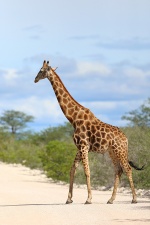 Africa 2017 2191