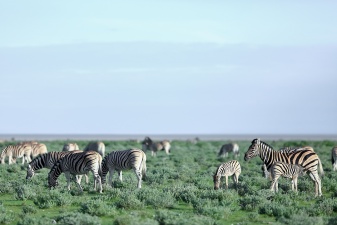 Africa 2017 2235