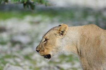 Africa 2017 2260
