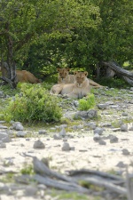 Africa 2017 2308