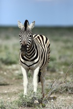 Africa 2017 2317