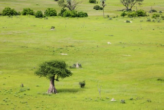 Africa 2017 2577