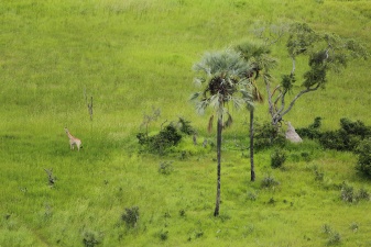Africa 2017 2607