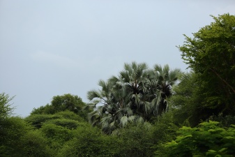 Africa 2017 2929