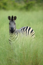 Africa 2017 2995