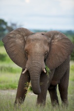 Africa 2017 3544