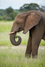 Africa 2017 3555