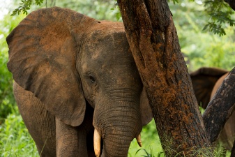 Africa 2017 3588
