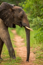Africa 2017 3666