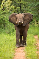 Africa 2017 3672