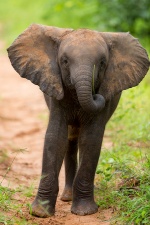 Africa 2017 3700