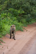 Africa 2017 3906